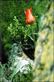 20 March 2010 - Second Spring festival Navruz in Germany